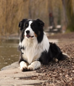 Arco Dog University of Prague