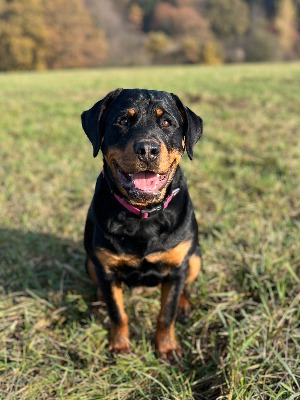 Bella - Apokalypsa z Hadí Rokle