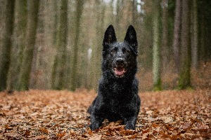 Viki - Viktorka z Hané