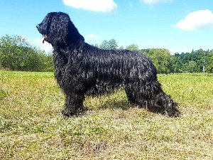 Nessy